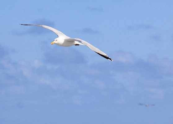 Sea nature bird wing Photo