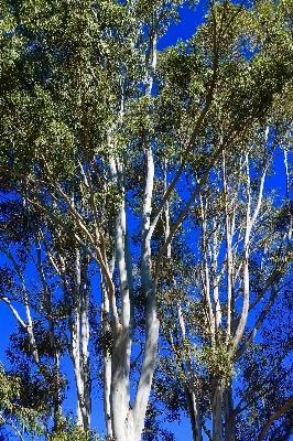 Tree nature forest branch Photo