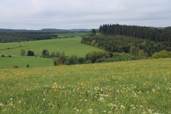 Photo Paysage forêt herbe le marais
