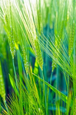 Landscape nature grass plant Photo