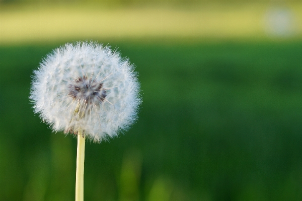 Nature grass plant white Photo