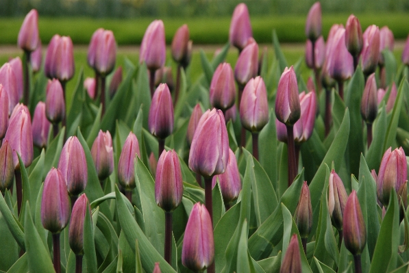 Nature plant flower purple Photo