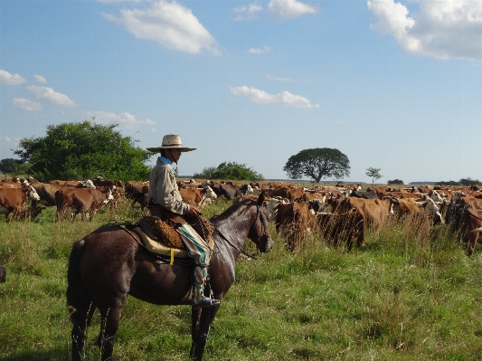 Landscape cattle herd pasture Photo