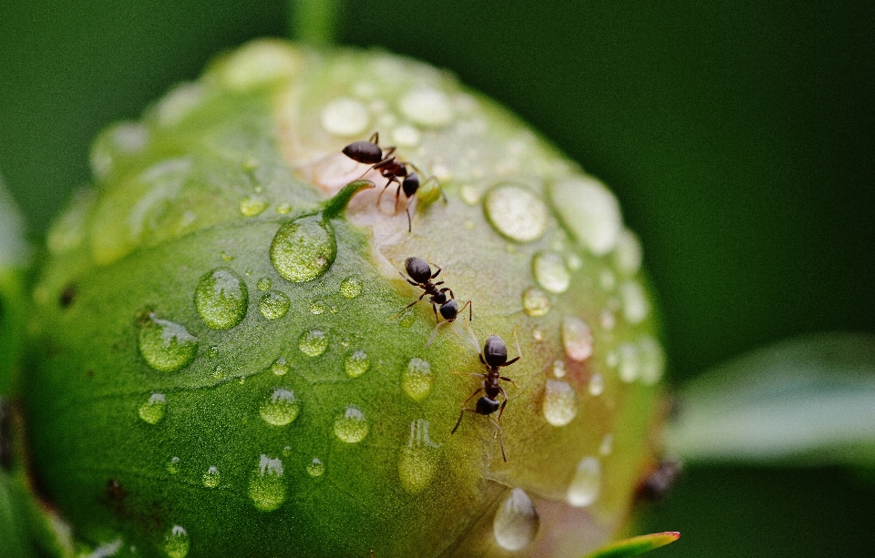 Natura rugiada pianta fotografia