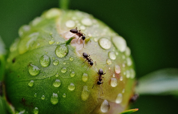 自然 露 植物 写真撮影 写真