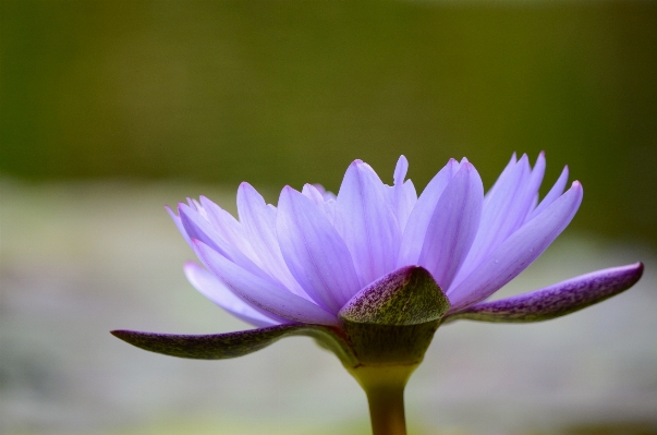 Nature outdoor blossom plant Photo