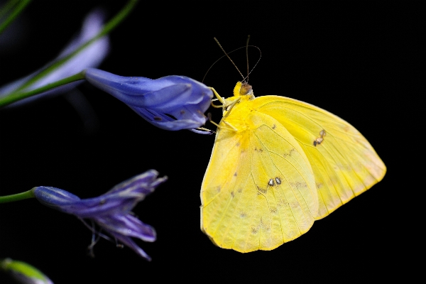 Photo Aile la photographie feuille fleur