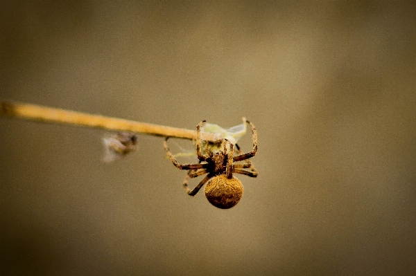 Photography insect fauna invertebrate Photo