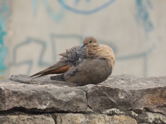 Landscape nature bird animal Photo