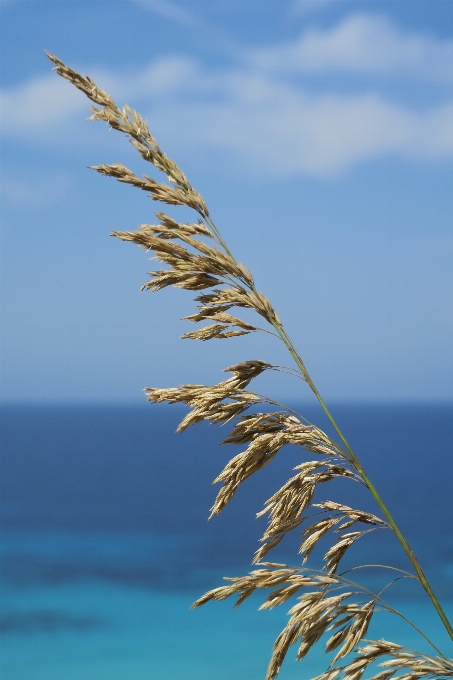 海 海岸 木 自然