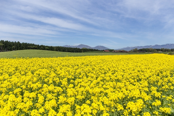 Landscape mountain cloud plant Photo