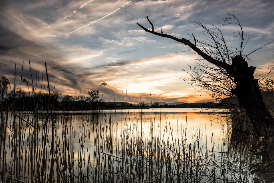 Landscape tree water nature