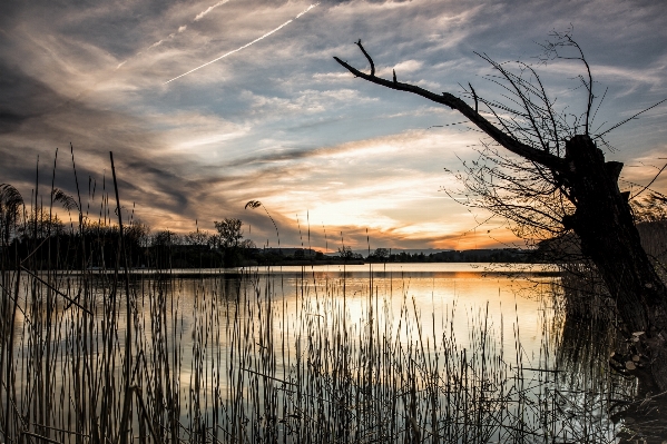 Landscape tree water nature Photo