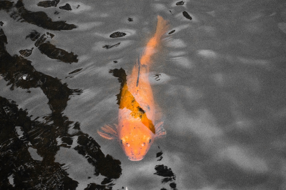 água natureza lago asiático