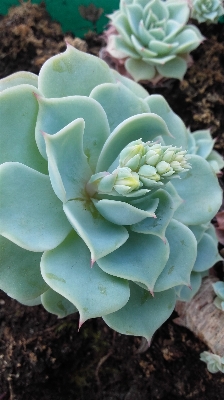 植物 花 花弁 緑 写真