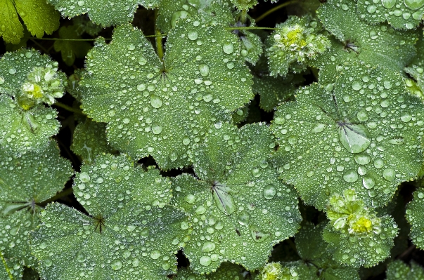 Foto Tanaman hujan daun bunga