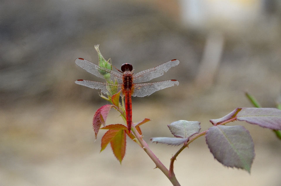 Naturaleza rama florecer planta