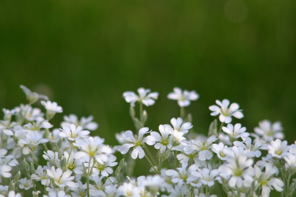 Nature grass blossom plant Photo