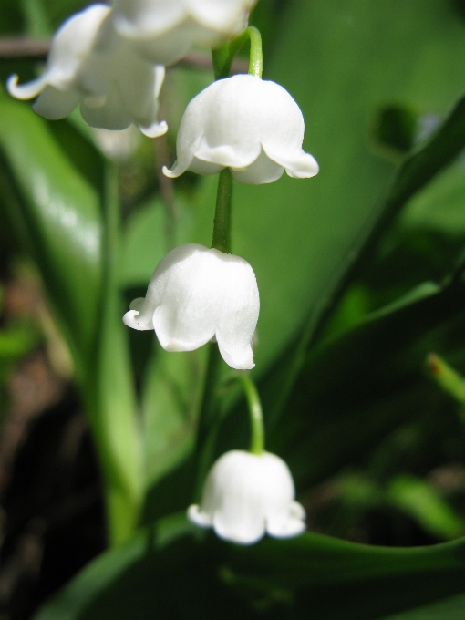 Natur blüte anlage weiss