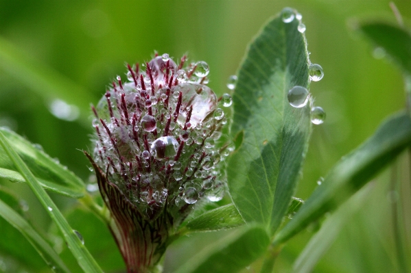 Nature grass branch blossom Photo