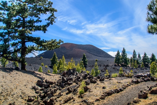 Landscape tree nature wilderness Photo