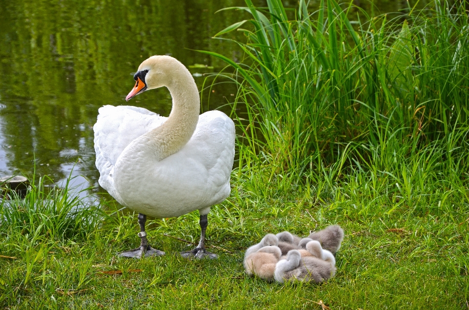 Water nature grass bird