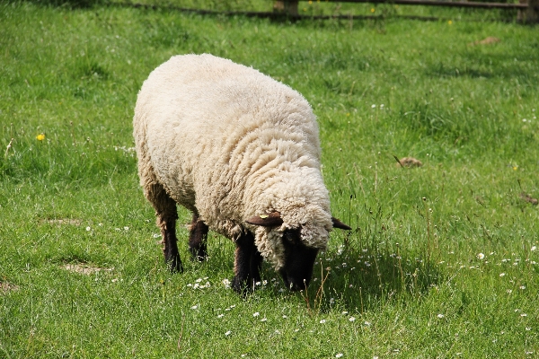 Nature grass field farm Photo