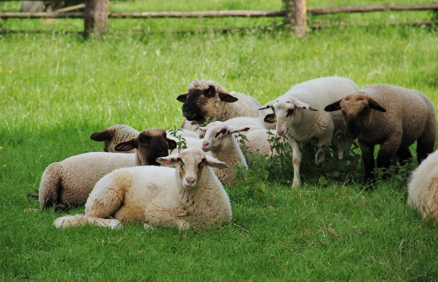 Nature grass farm meadow Photo