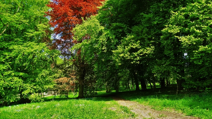 風景 木 自然 森 写真