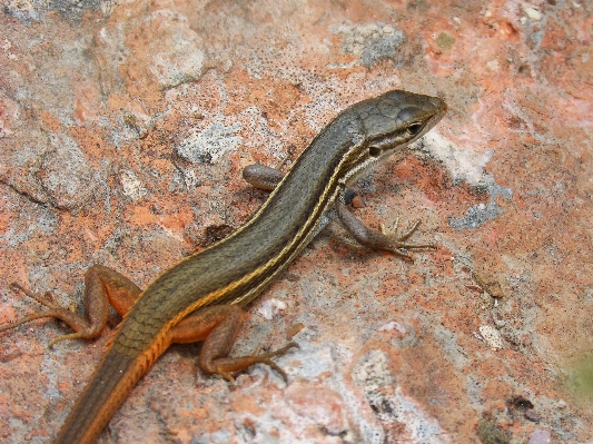 Foto Rock animais selvagens réptil fauna