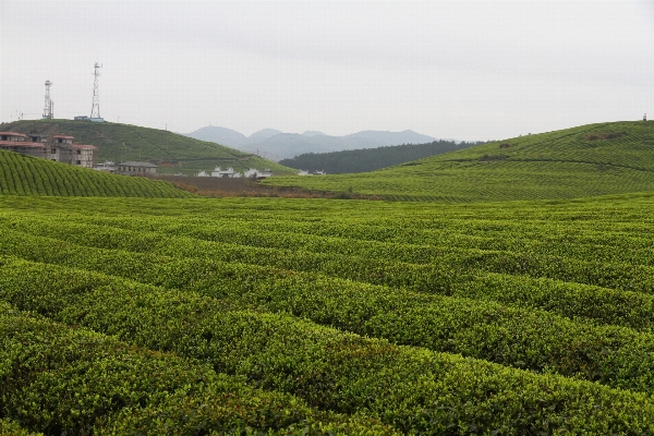 Foto Rumput bidang peternakan padang rumput
