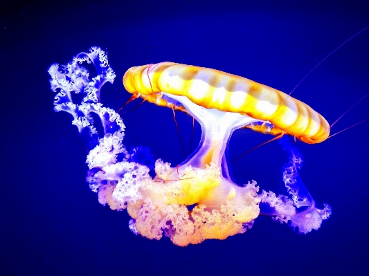 Ocean underwater biology jellyfish Photo