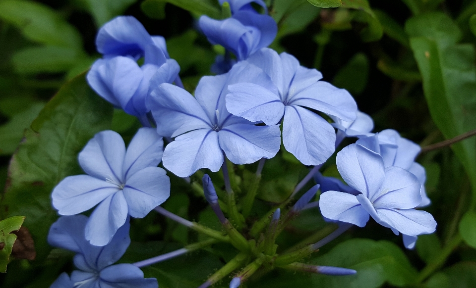 自然 开花 植物 花