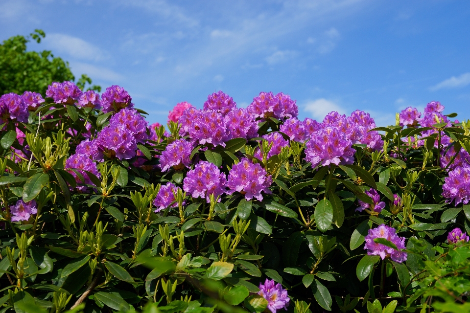 Naturaleza florecer planta cielo