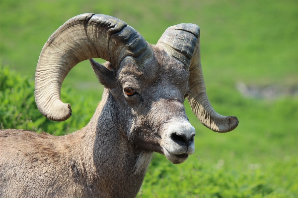 Berg tier männlich tierwelt Foto