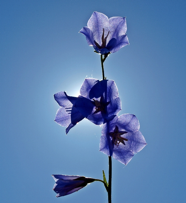 Nature blossom plant flower