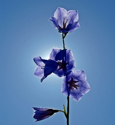 Nature blossom plant flower Photo