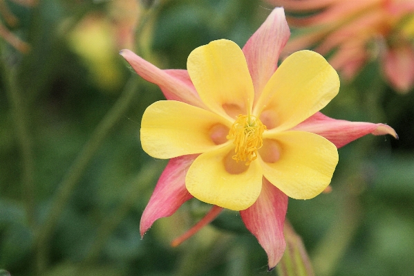 Photo Fleurir usine fleur pétale