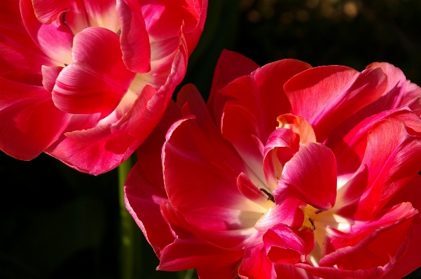 Nature blossom open plant Photo