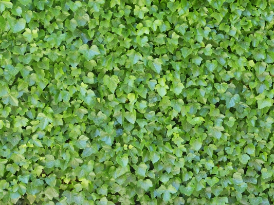 Grass plant lawn texture Photo