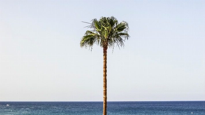 Beach sea coast tree Photo