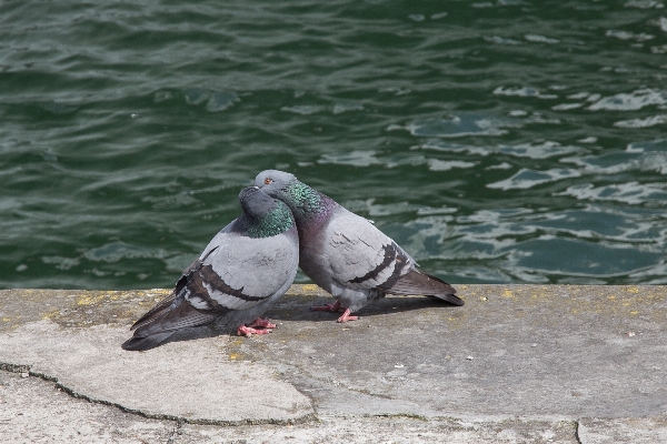 Foto Mare uccello marino
 amore