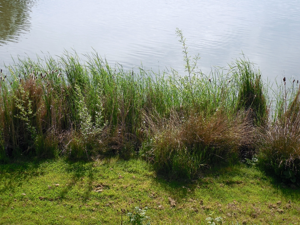 Baum wasser gras sumpf
