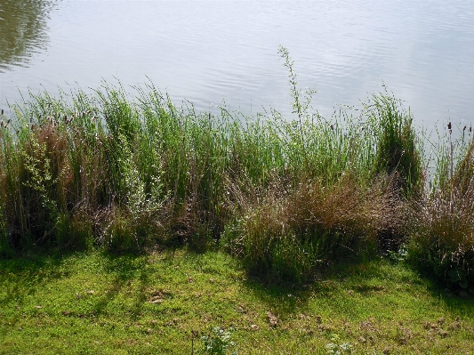 Tree water grass marsh Photo