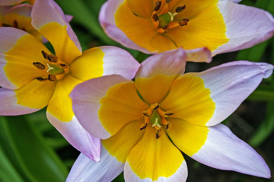 Nature blossom open plant