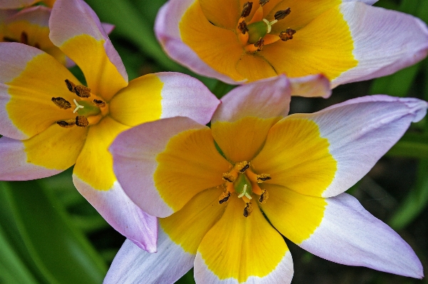 Nature blossom open plant Photo