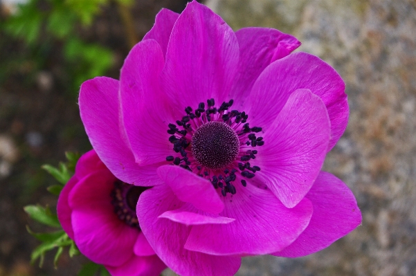 Nature blossom plant flower Photo