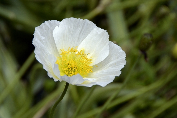 Foto Natura fiore pianta bianco