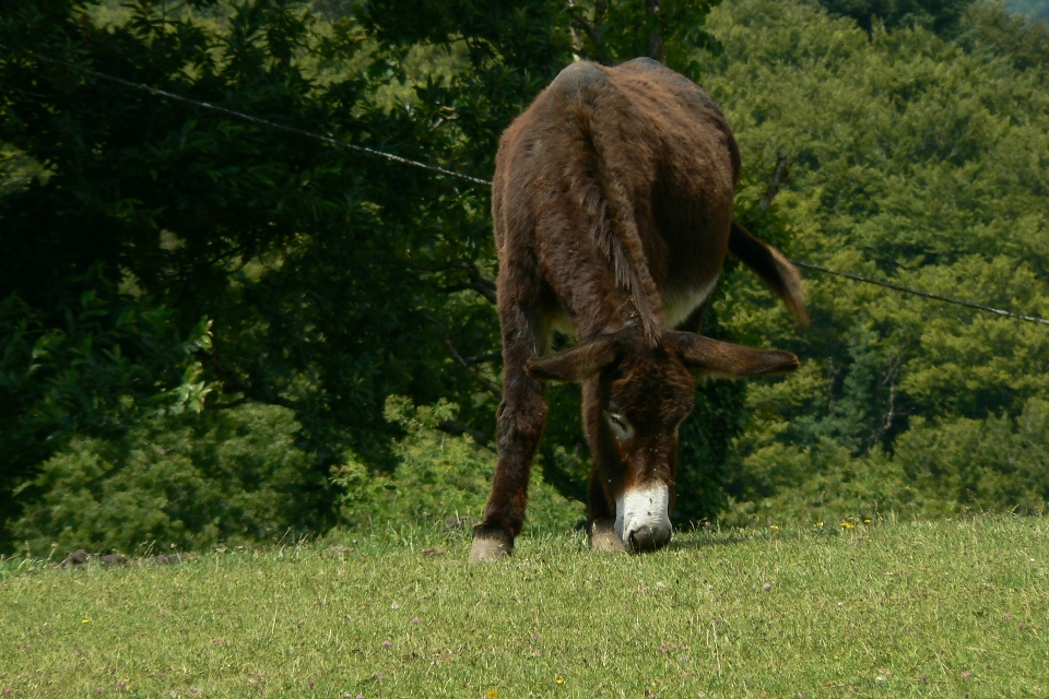 Meadow wildlife pasture grazing