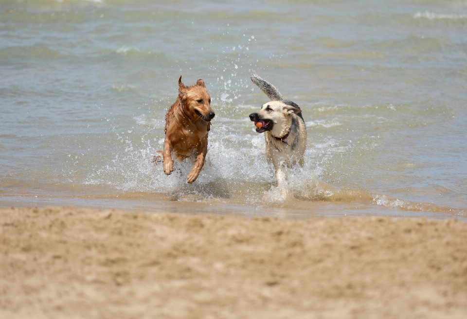 Plaża natura piasek grać